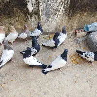 کفتر|پرنده|بجنورد, |دیوار