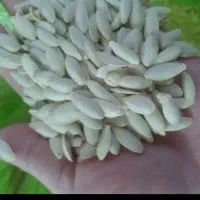 تخمه کدو درجه یک تمیز خوشمزه تخمه افتاب گردون