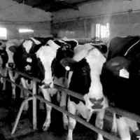 نگهبان شیفت شب گاوداری