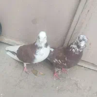 کفتر|پرنده|قم, باغ شازده|دیوار