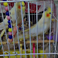 عروس هلندی|پرنده|بناب, |دیوار