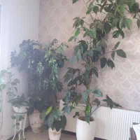 چند مدل گل|گل و گیاه طبیعی|مشهد, هفت تیر (حافظ)|دیوار