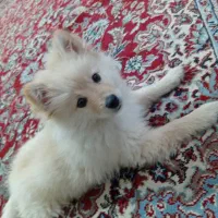 پامر‌.روباهی|سگ|اهواز, لشکرآباد|دیوار