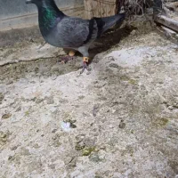 پرندهادرجه۱|پرنده|شوشتر, |دیوار