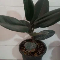 گل های آپارتمانی