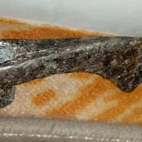 شاقول گنج یابی قدیمی و میخ فولادی قجری|کلکسیون اشیاء عتیقه|کاشمر, |دیوار