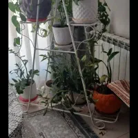 استند گل