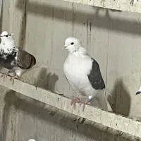 کبوتر ماده پشدار کاکلی