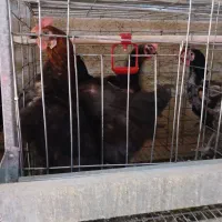 قفس مرغ تخم گذار