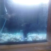 چهار عدد ماهی.|ماهی|شیراز, قلات|دیوار