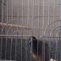 مرغ مینا|پرنده|خرمدره, |دیوار