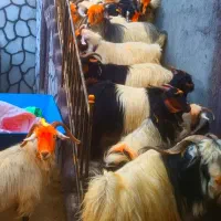بز رنگ دار