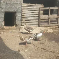 بوقاز سالم جوان