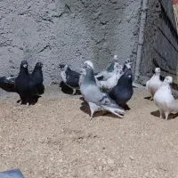 کبوتر تهرونی و دمگیر|پرنده|برخوار, |دیوار