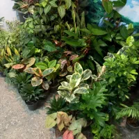 انواع گلهای اپارتمانی روز زن رسید|گل و گیاه طبیعی|شهرکرد, |دیوار