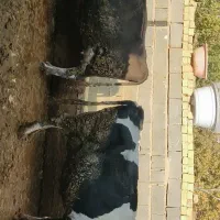 فروش گاوه شیری سمینتال درجه یک