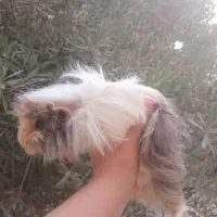 خوکچه هندی ماده|موش و خرگوش|تهران, ابوذر|دیوار