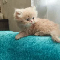 پرشین کرمی اصیل