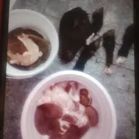 گوسفند زنده کیلو 790 کله پاچه با مخلفاتش۲۵۰۰|حیوانات مزرعه|همدان, |دیوار