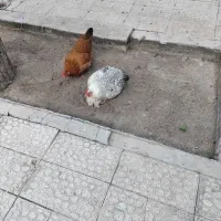چند خروس و مرغ