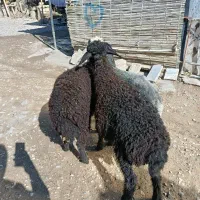 بره افشاری قره قزل زیر قوچی و پرواری(گوسفند)|حیوانات مزرعه|گنبد کاووس, |دیوار