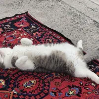 گربه بیریتیش یک سال و نیمه واکسینه|گربه|میبد, |دیوار