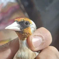 جوجه سهره|پرنده|مهربان, |دیوار