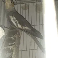 عروس هلندی سینامون