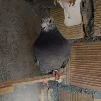 30عدد پرشی|پرنده|مانه, |دیوار