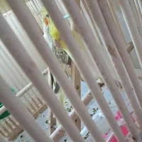 عروس هلندی|پرنده|قنوات, |دیوار