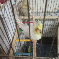 عروس هلندی|پرنده|نجف‌آباد, ولیعصر|دیوار