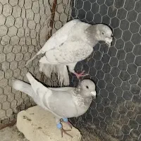 کبوتر