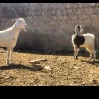 بزغاله و بز