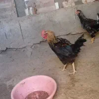 خروس|حیوانات مزرعه|باوله, |دیوار