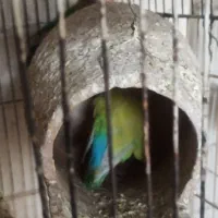 تعدادی پرنده با قیمت مناسب به فروش میرسد|پرنده|مشهد, جاهد شهر|دیوار