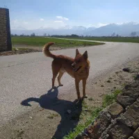 سگ نگهبان|سگ|بروجرد, |دیوار