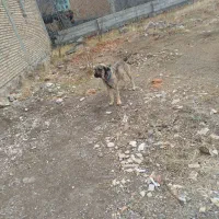 سگ عراقی|سگ|مشگین شهر, |دیوار