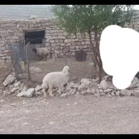 یک راس بره  گوسفند  میش