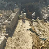 مرع خروس