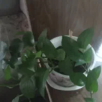 گل‌‌طبیعی