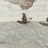 کبوتر نروماده|پرنده|آباده, |دیوار