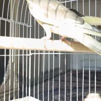 عروس هلندی سخنگو|پرنده|بومهن, |دیوار