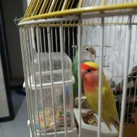 جفت مولد طوطی برزیلی