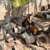 خروس|حیوانات مزرعه|رشت, پیرکلاچای|دیوار