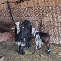 بز و بزغاله