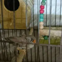 جفت مولد فنچ|پرنده|رشت, بازار|دیوار