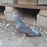 سارکاکلی