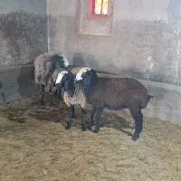 بره شال