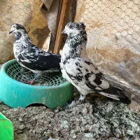 پرشی|پرنده|حمیدیا, |دیوار