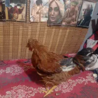 خروس|حیوانات مزرعه|تهران, شمیران‌نو|دیوار